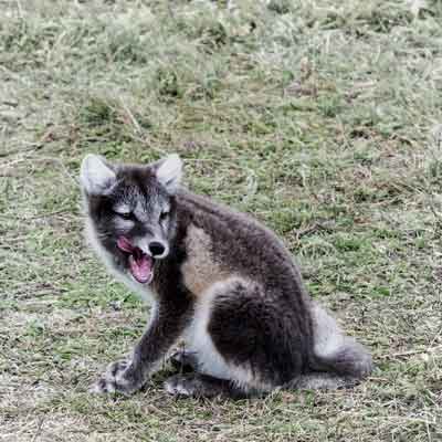 Polarfuchs in Möðrudalur
